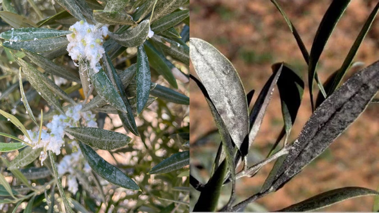 Daños producidos por Algodoncillo del olivo y Negrilla
